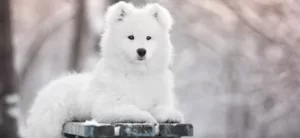 Samojed Yeti lezacy na lawce zima