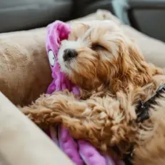 słodki szczeniaczek śpi z pluszową ośmiornicą