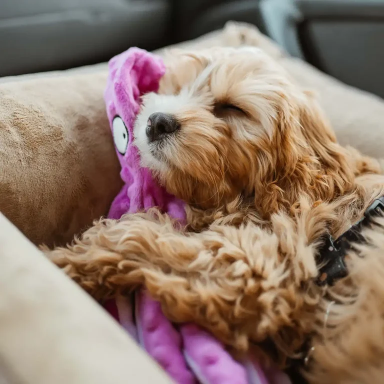 loki i osmiornica słodki szczeniaczek śpi z pluszową ośmiornicą