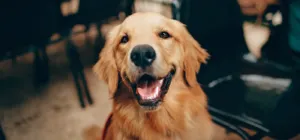 golden retriever