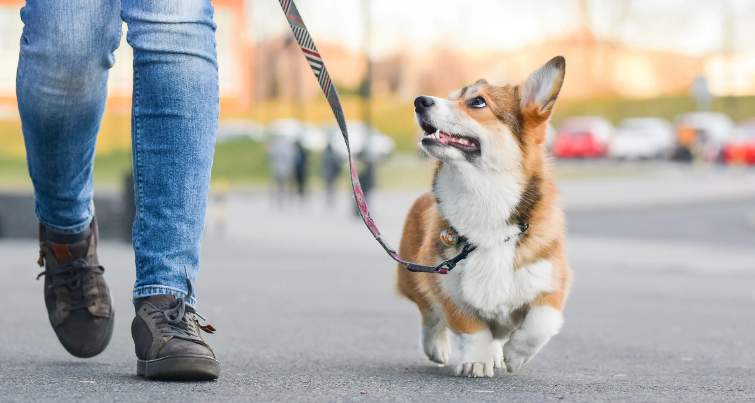 Jak nauczyć psa chodzenia na smyczy