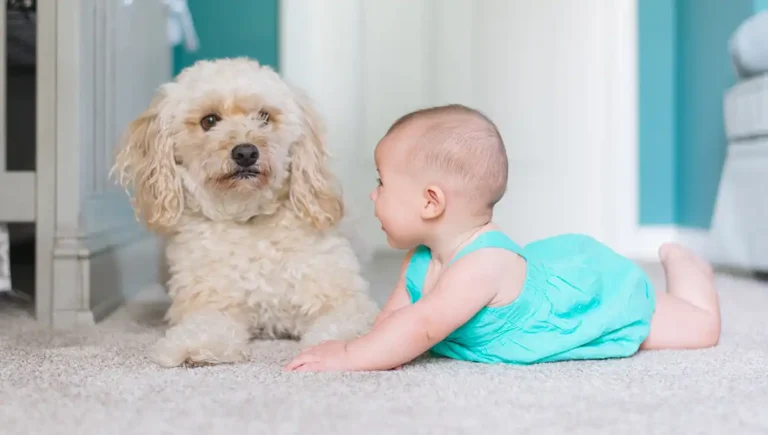 Jak przygotować psa na dziecko? Mini poradnik