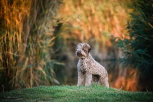 Lagotto romagnolo