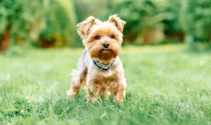 Yorkshire terrier