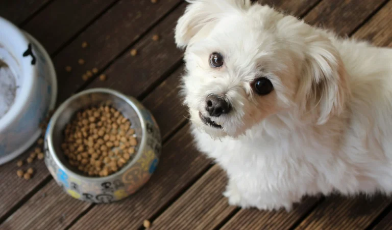 Jak wybrać karmę dla psów z alergią? 