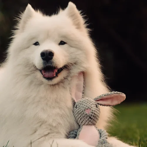 krolik pluszowy i mia krolik pluszowy i mia