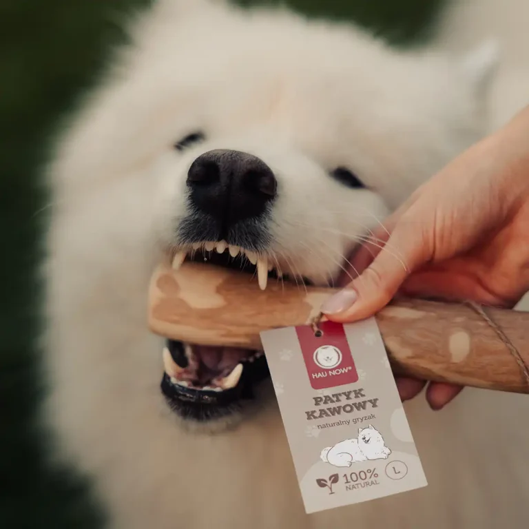 patyk kawowy i mia 2 Mia łapie patyk kawowy