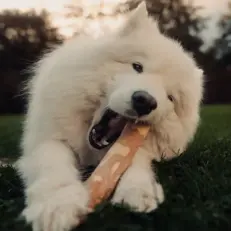 Mia gryzie patyk kawowy