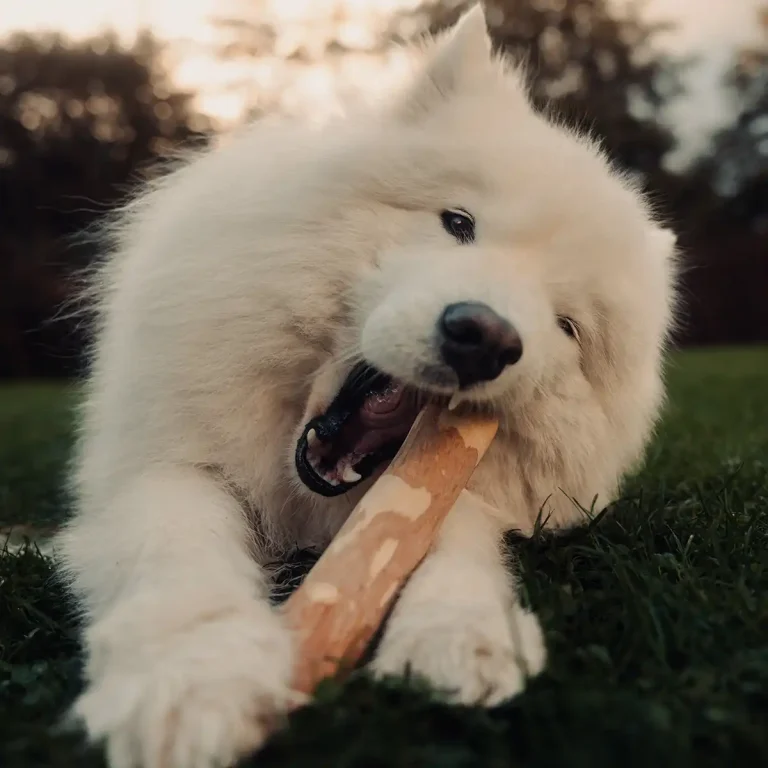 patyk kawowy i mia Mia gryzie patyk kawowy