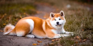Akita