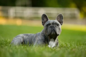 Buldog Francuski