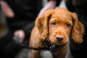 Cocker Spaniel Angielski