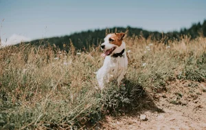 Jack Russell Terrier