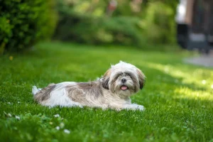 Shih Tzu