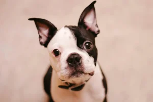 Boston Terrier
