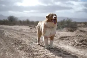 Czy karma dla psa wpływa na kondycje skóry i sierści psa?