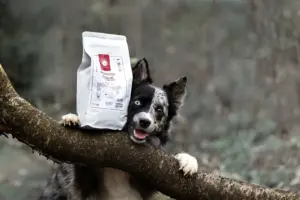 Ranking Suchych Karm dla Psa: Najlepsza Karma dla Psów