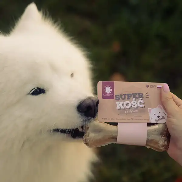 piesek z kością do żucia samojed próbujący kość do żucia z indykiem