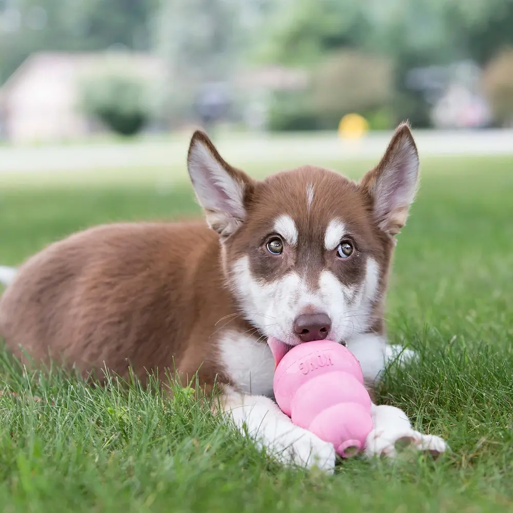 KONG Puppy zabawka dla szczeniaka Pies bawiący się zabawką KONG Puppy